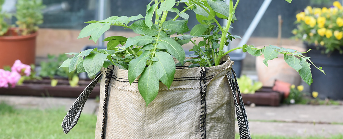 Kartoffeln im Pflanzsack anbauen Stünn